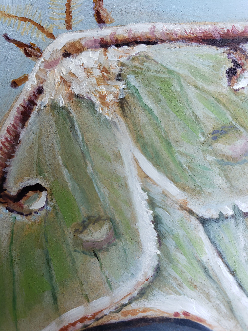 Thumbnail: Luna Moth Oil Painting Prints