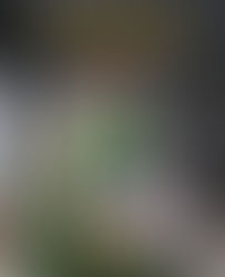 सिलाई मशीन