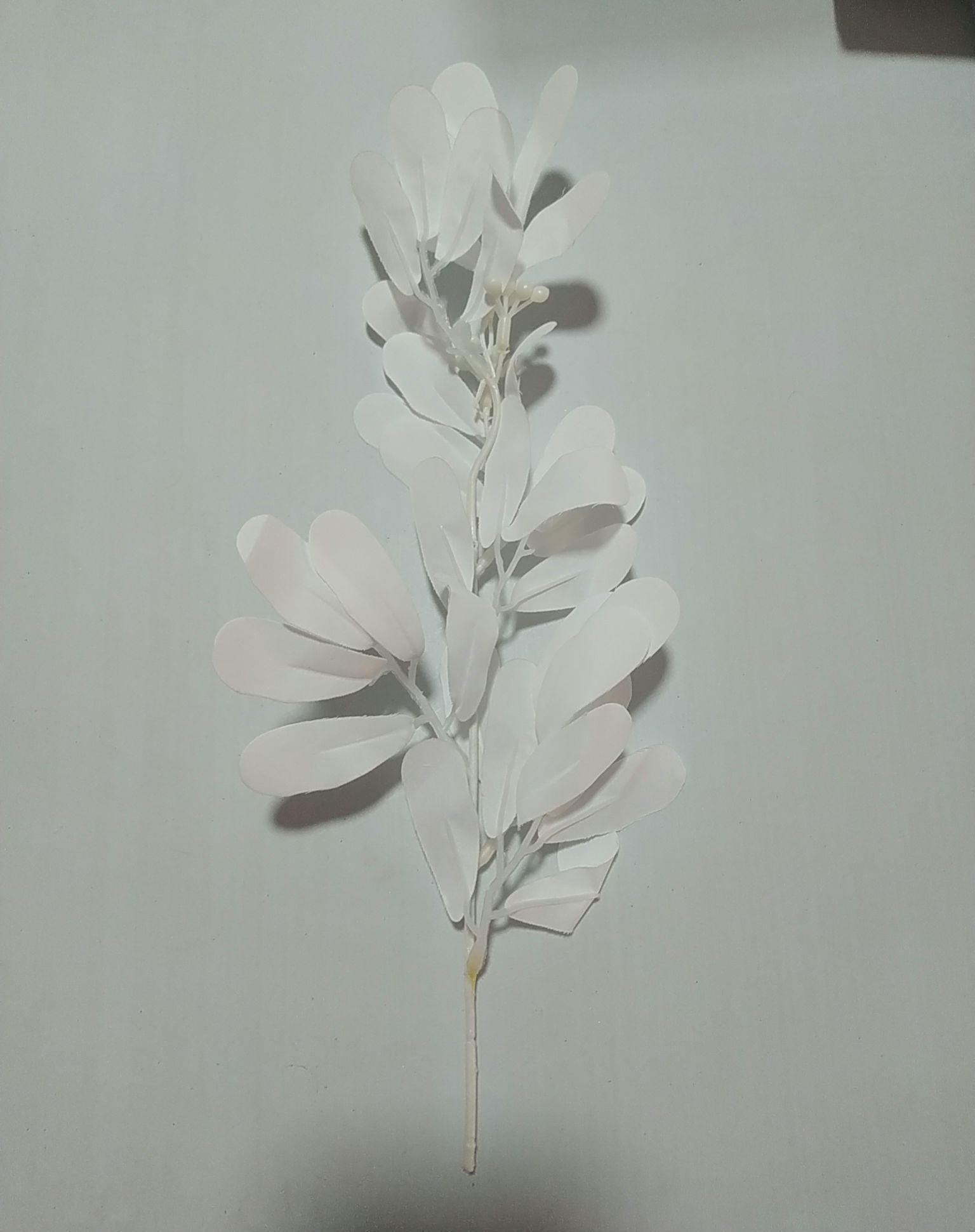 White leaf stem 