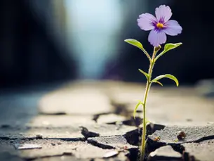 resiliencia climática