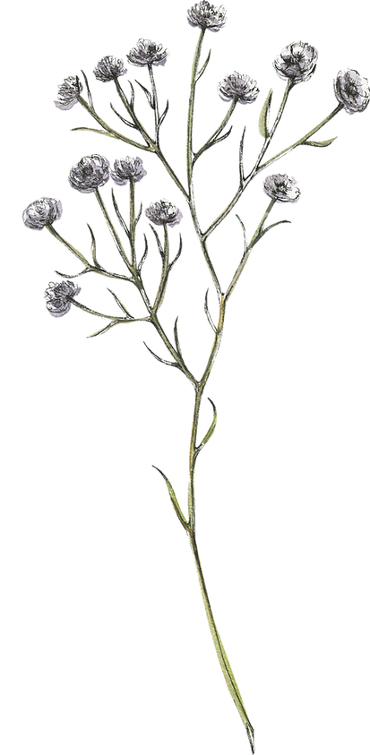 wildflowers_0008_9_edited.png