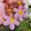 Thumbnail: Pink Lady Floral Hand Embroidered Earring