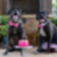 bearandbella4final.jpeg