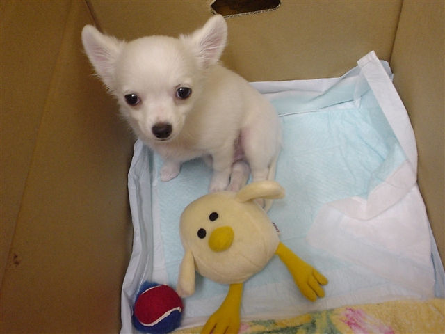 うちのしょうちゃんは本当に可愛くなかった