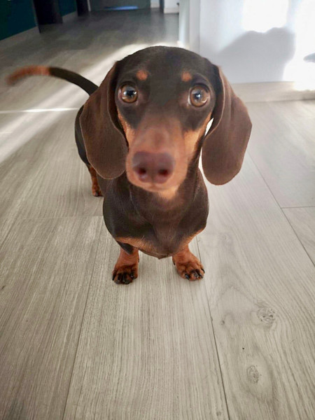 Rabbit Dachshund Australia | KANINCHEN TECKEL RABBIT TEACUP DACHSHUND ...