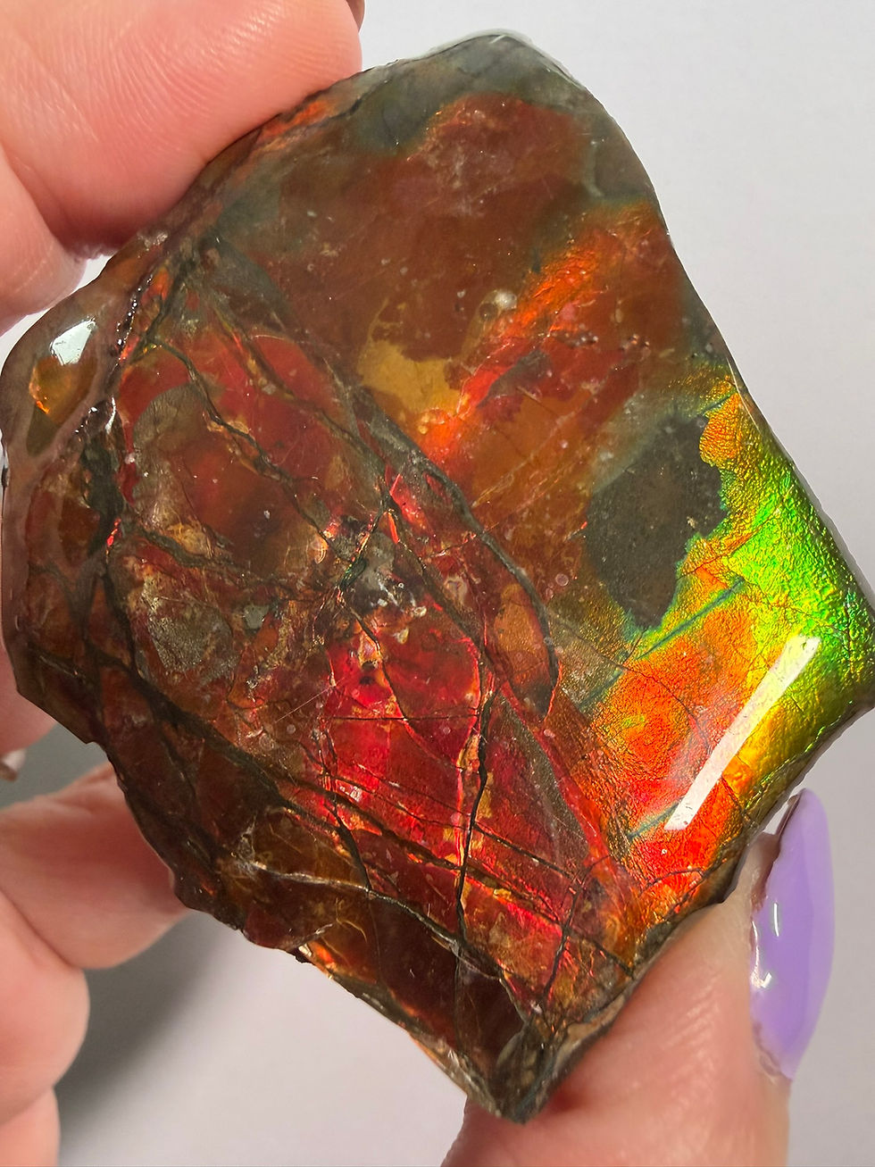 Canadian Ammolite