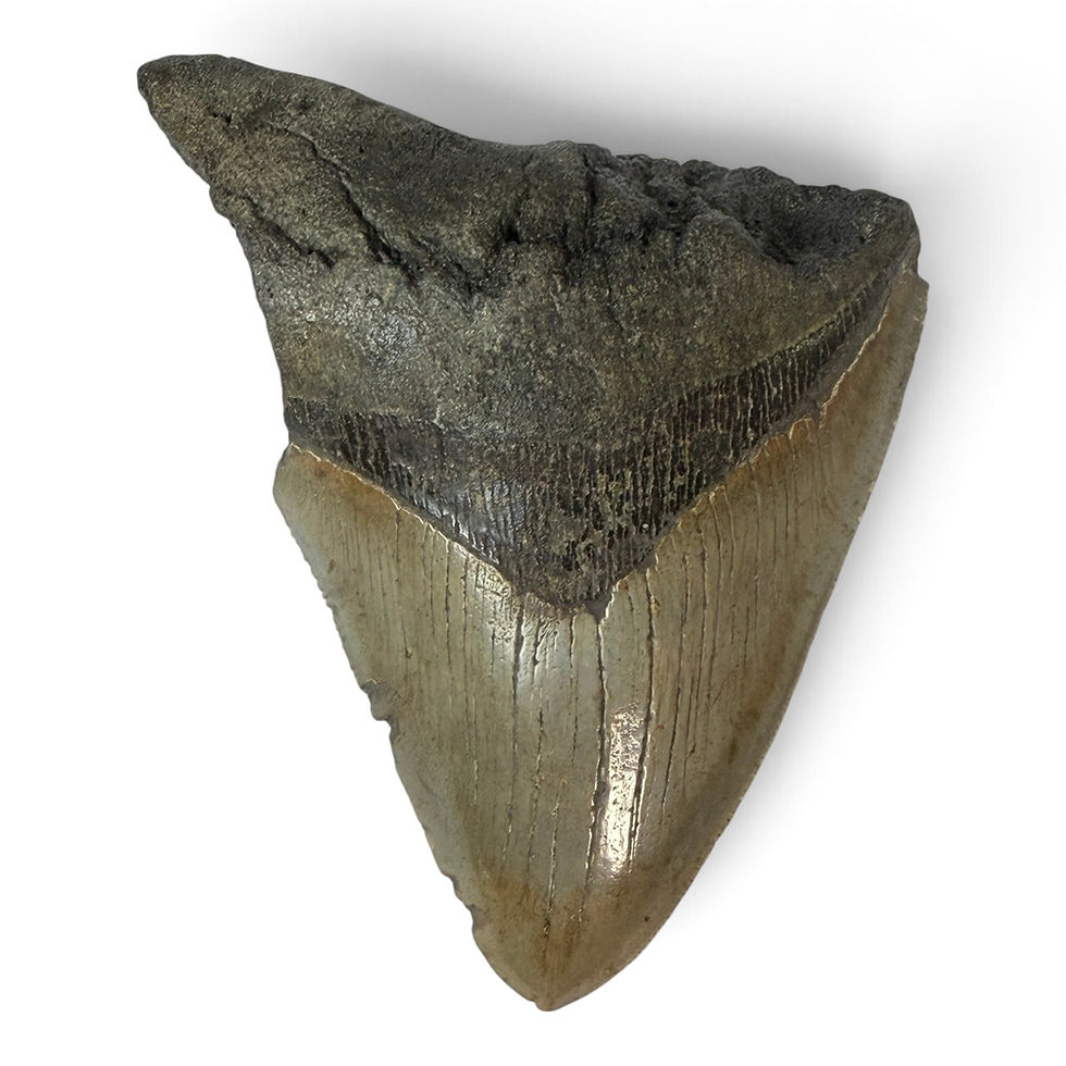 Megalodon Shark Tooth Fossil