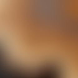 Polished petrified wood revealing intricate grain and mineral deposits