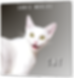 CAT Standardized Box.png