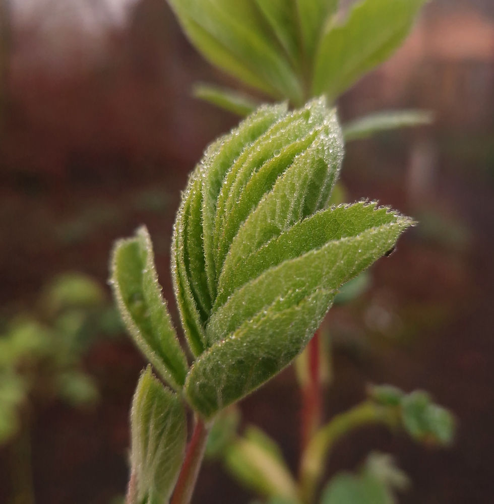 Budding rose leaves with water droplets during a misty morning