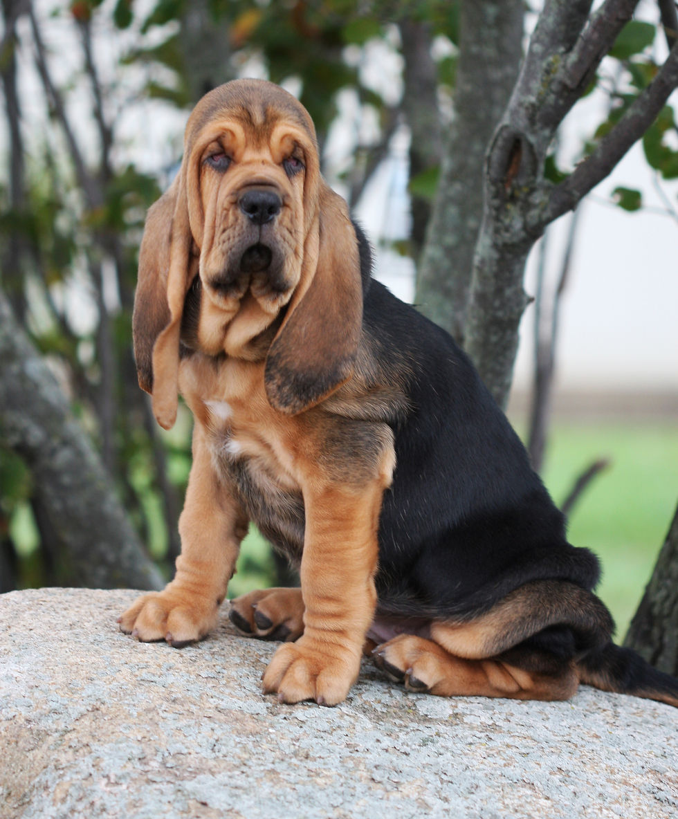 Boots shown here at 8 Weeks Old