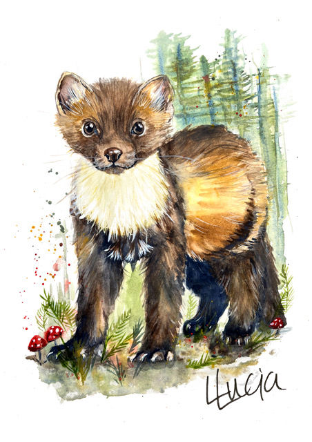 Pine Marten