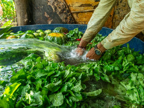 Entre o Cerrado e a cidade: agrofloresta, morango e “plantação de água”