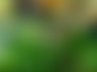 Entre o Cerrado e a cidade: agrofloresta, morango e “plantação de água”