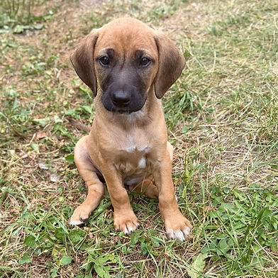 MOLLY