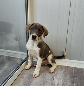 MILO