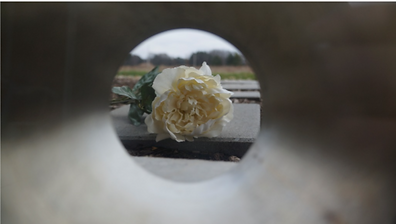 rose.png