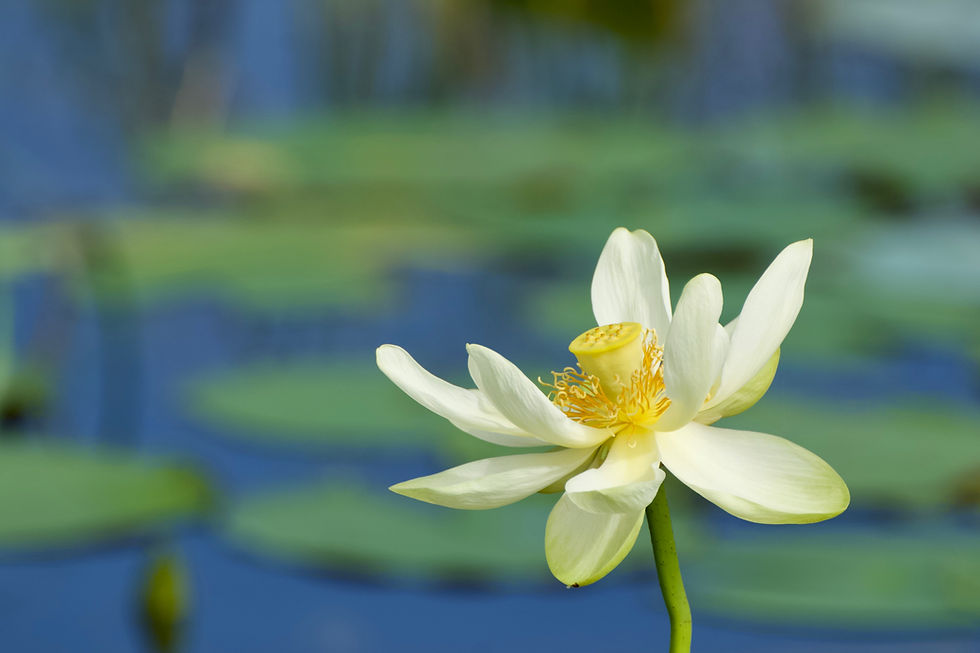 Thumbnail: Serene image of a waterlily in artwork for your kitchen backsplash decor.