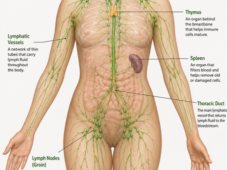 Understanding Your Lymphatic System