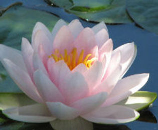 lotusflower.jpg