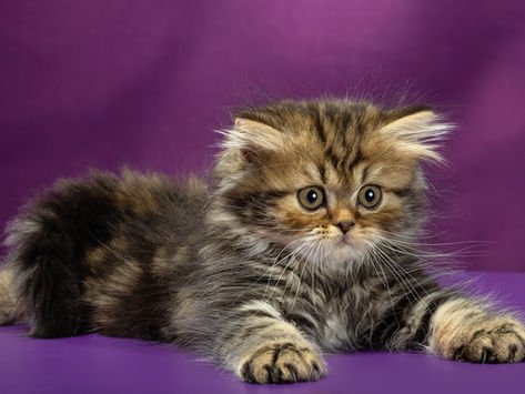 Британские котята из питомника GRAND PRIDE