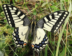 IMG_20210712_084833_edited