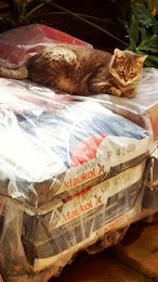 gato custodia material