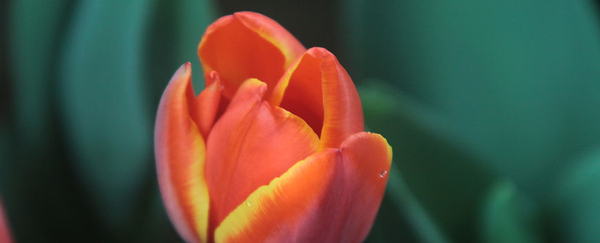 Orange Tulip