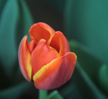 Orange Tulip 