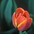 Orange Tulip 