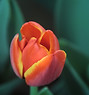 Orange Tulip 