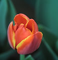Orange Tulip