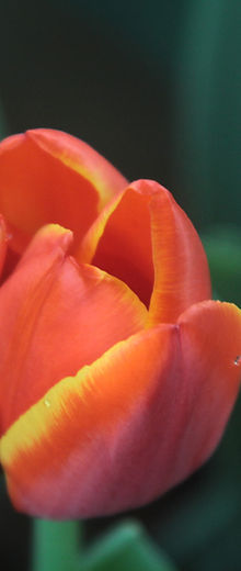 Orange Tulip