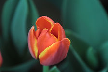 Orange Tulip