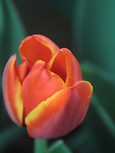 Orange Tulip Close-Up