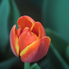 Orange Tulip 