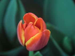 Are You Blooming?