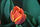Orange Tulip