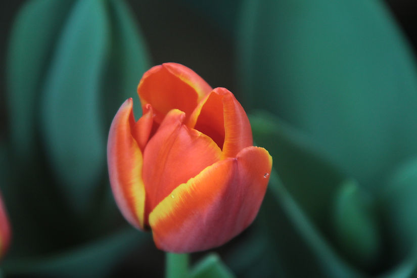 Orange Tulip