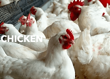 CHICKEN.png