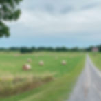 A photo of a field near Truehouse with hay bales, Waupoos crop in PEC, Prince Edward County, Waupoos, Truehouse