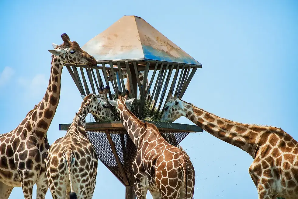 Thumbnail: Six Flags Safari