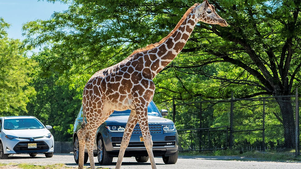 Thumbnail: Six Flags Safari