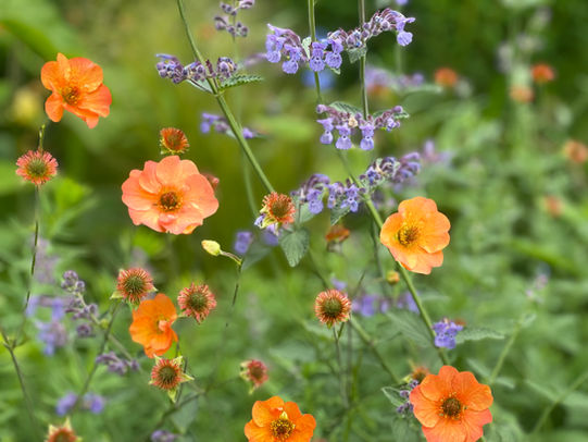 Plant Sourcing & Planting