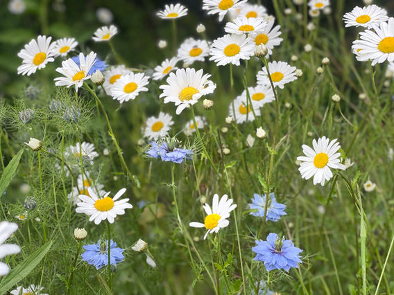 Garden Design Projects