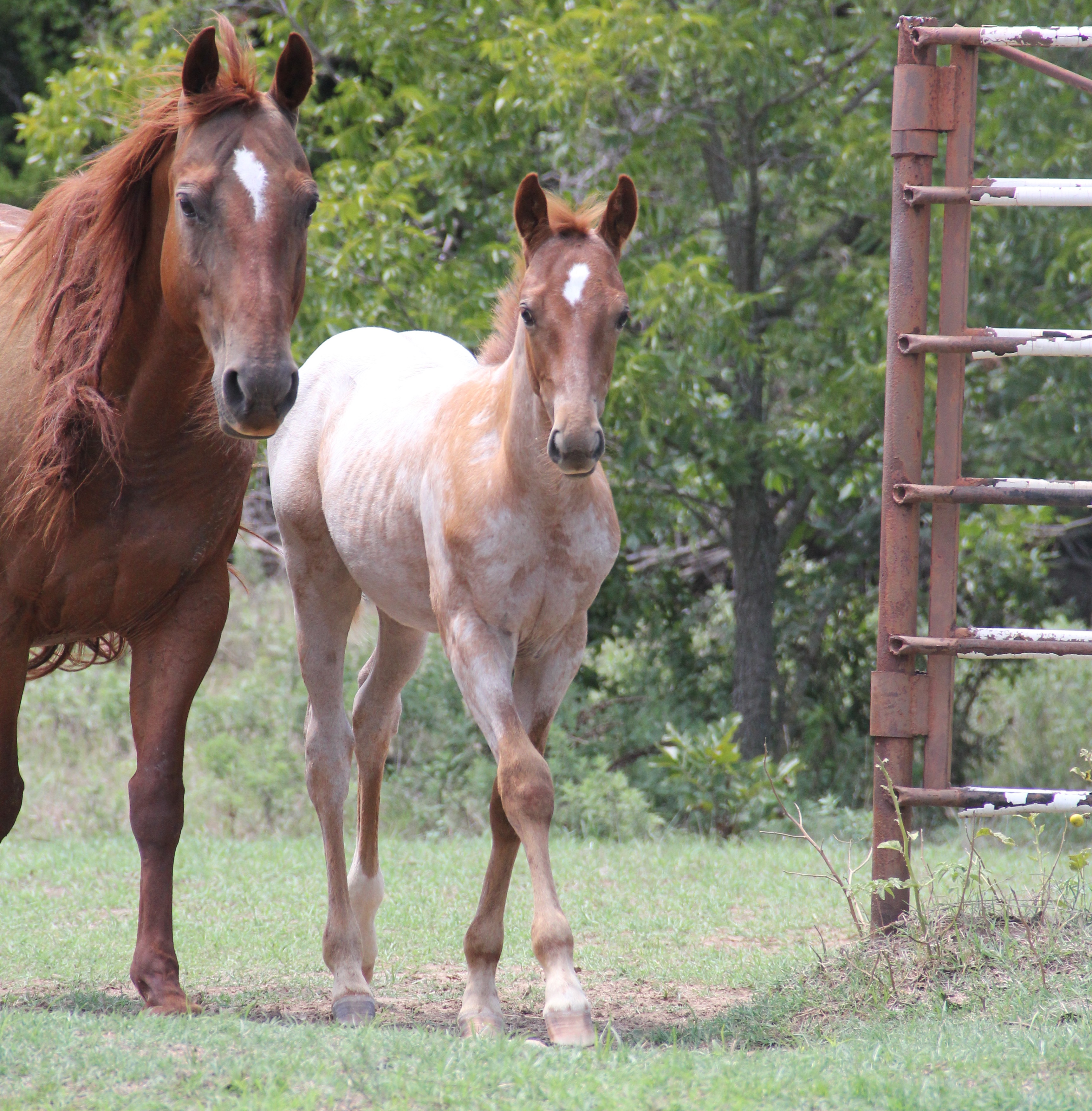 Once In A Blue Boon 2022 Stud Fee - 74l76he