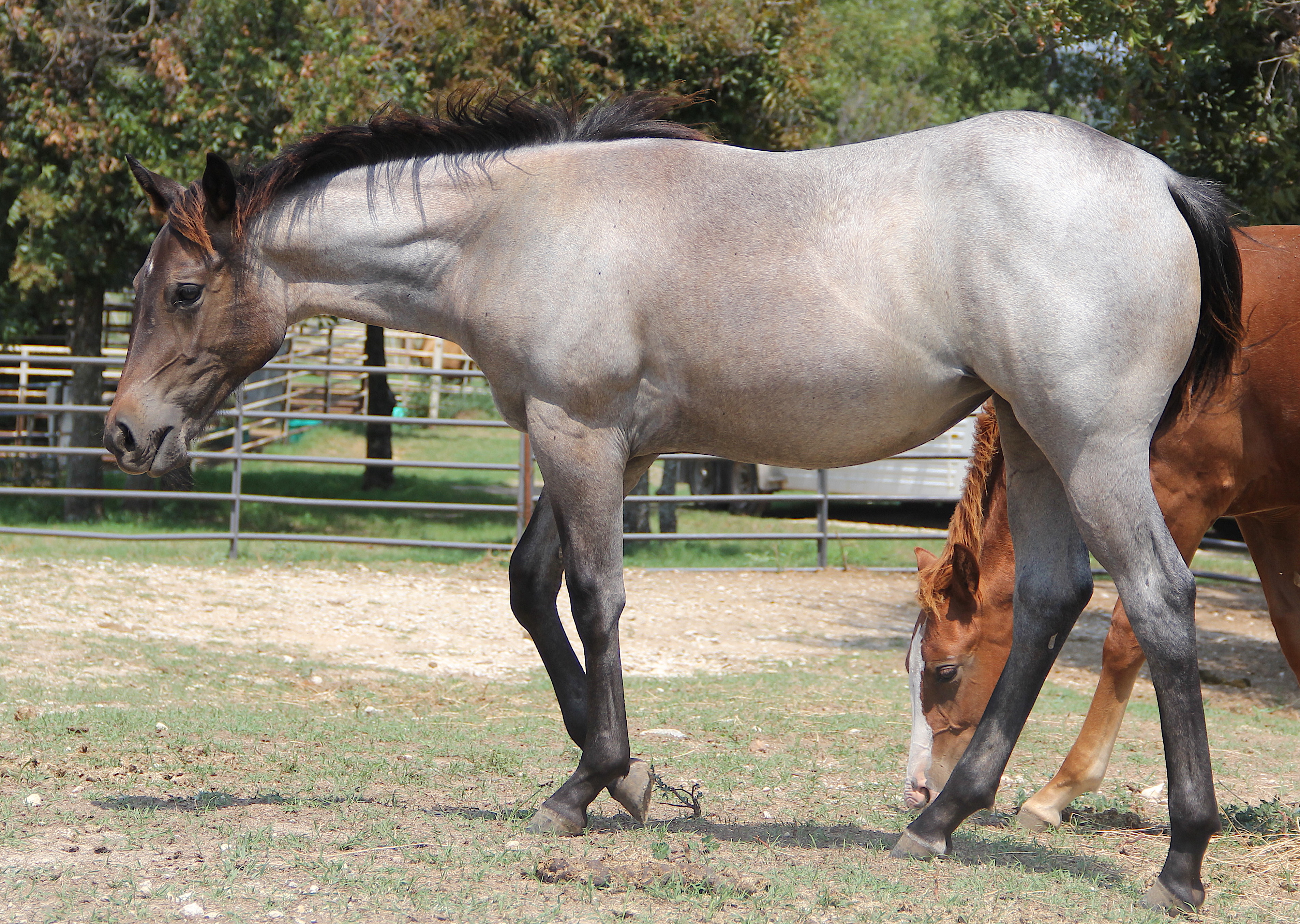 Once In A Blue Boon 2022 Stud Fee - yz73stf