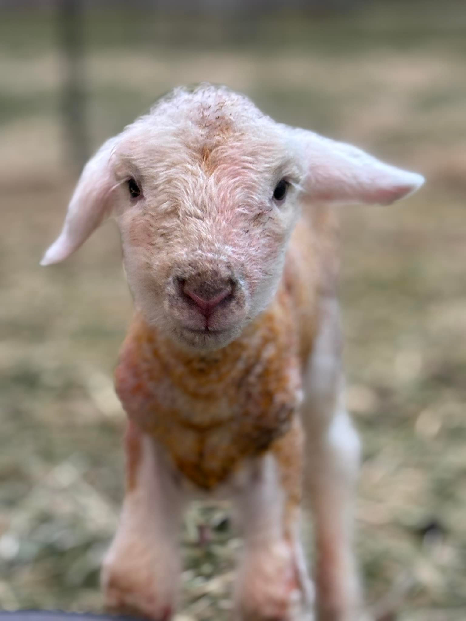2025 Rambouillet Lamb Deposit