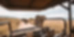 elephants_safari.jpg