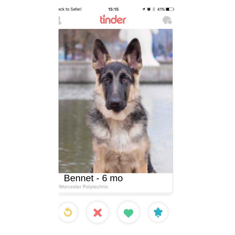 Paws it Forward dogs